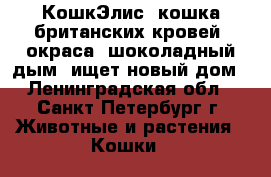 КошкЭлис -кошка британских кровей, окраса “шоколадный дым“ ищет новый дом - Ленинградская обл., Санкт-Петербург г. Животные и растения » Кошки   